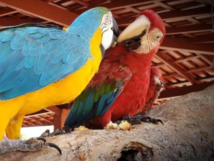 Pousada Recanto Dos Passaros Balsas エクステリア 写真