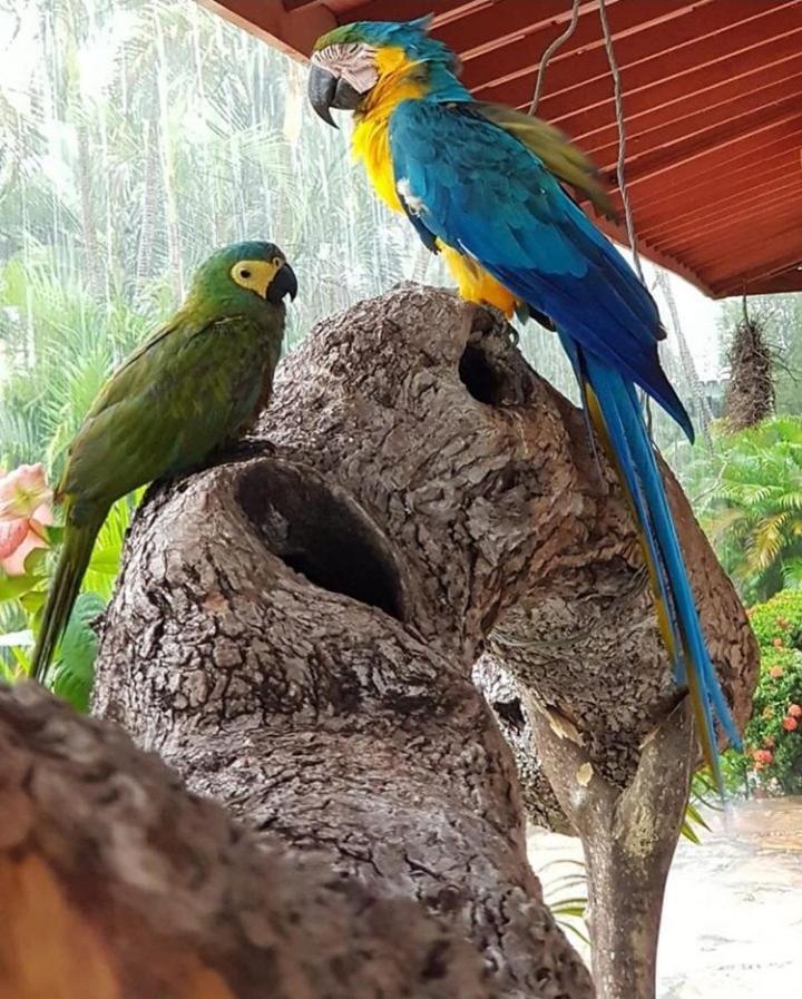 Pousada Recanto Dos Passaros Balsas エクステリア 写真