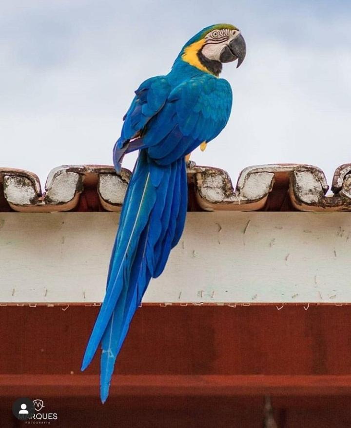 Pousada Recanto Dos Passaros Balsas エクステリア 写真
