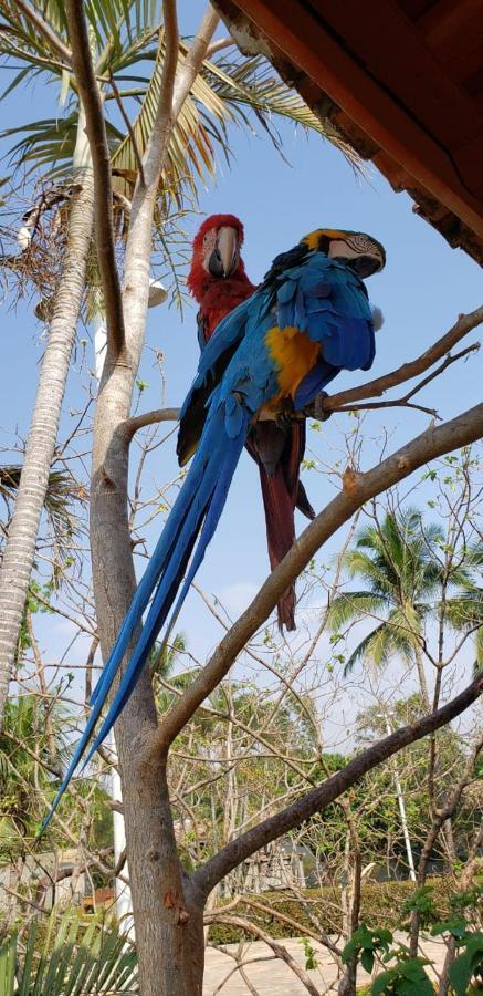 Pousada Recanto Dos Passaros Balsas エクステリア 写真